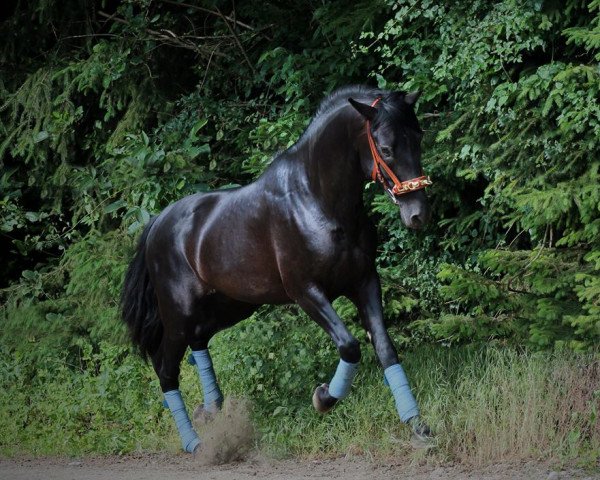 stallion Egeo JL (Pura Raza Espanola (PRE), 2010)