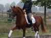 stallion Diabolo (Little German Riding Horse, 2003, from Dreamy's Dayton)