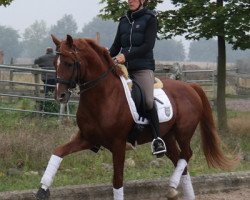 stallion Diabolo (Little German Riding Horse, 2003, from Dreamy's Dayton)