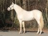 stallion Blue Angel 8 (German Riding Pony, 2008, from A Gorgeous)