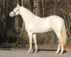 Deckhengst Blue Angel 8 (Deutsches Reitpony, 2008, von A Gorgeous)