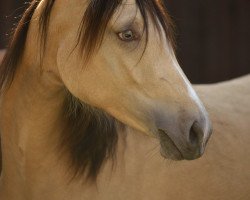 dressage horse Ballerina (Westphalian, 2013, from Blue Angel 8)