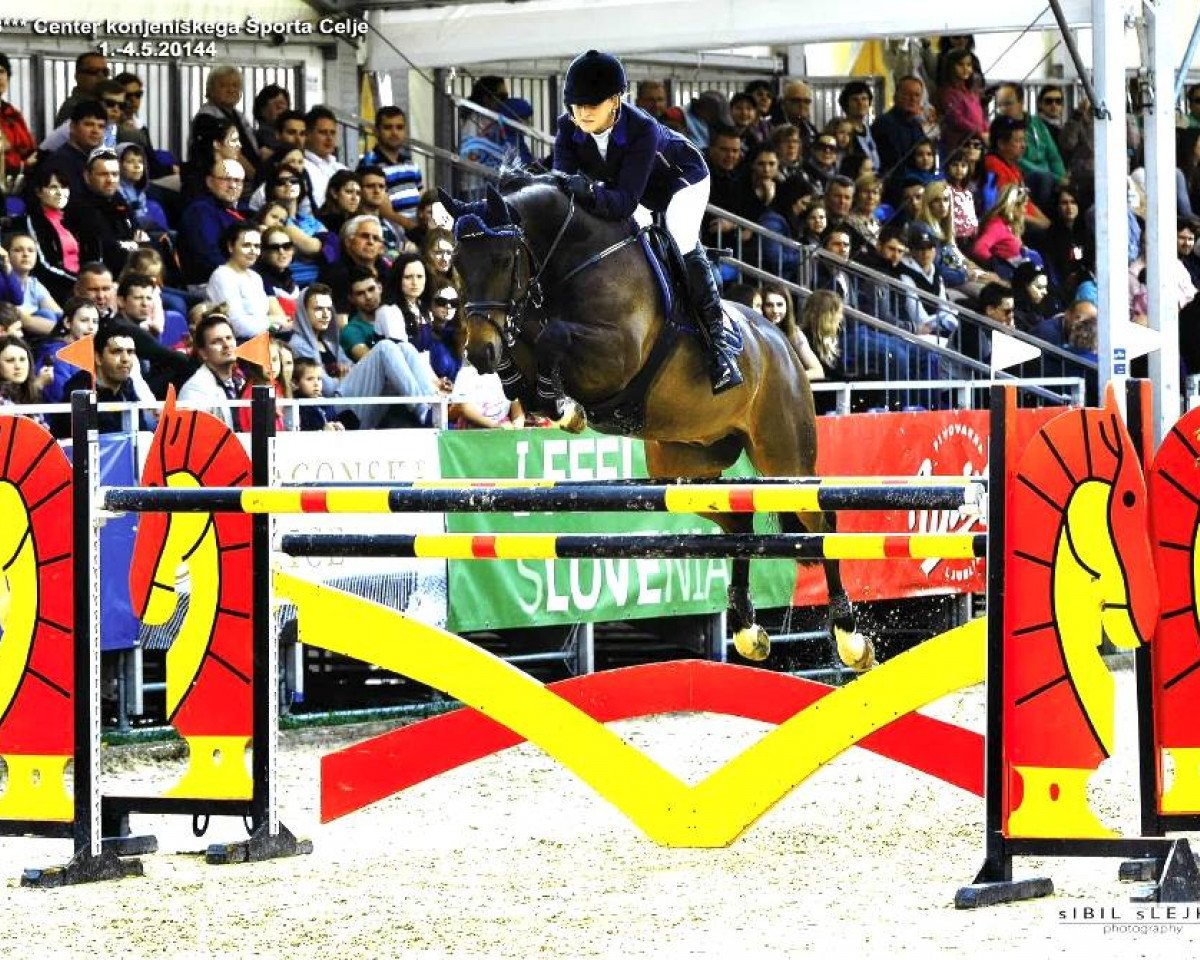 jumper Smint 2 (Hanoverian, 2006, from Stakkato)