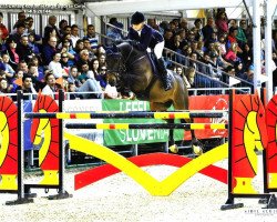 jumper Smint 2 (Hanoverian, 2006, from Stakkato)