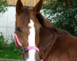 dressage horse Dark Daizy (Hanoverian, 2010, from Don Diamond)