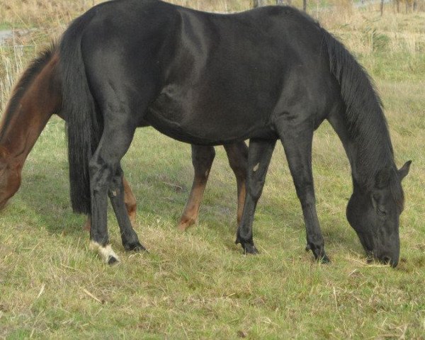 broodmare Feine Fee (Oldenburg, 2002, from Royal Dance)