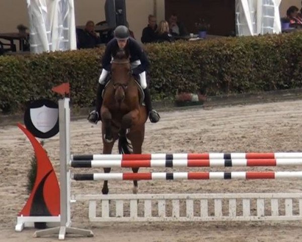 Springpferd Conterno Boy S v. Bollsteg (Schweizer Warmblut, 2009, von Conterno Grande)