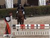 jumper Conterno Boy S v. Bollsteg (Swiss Warmblood, 2009, from Conterno Grande)