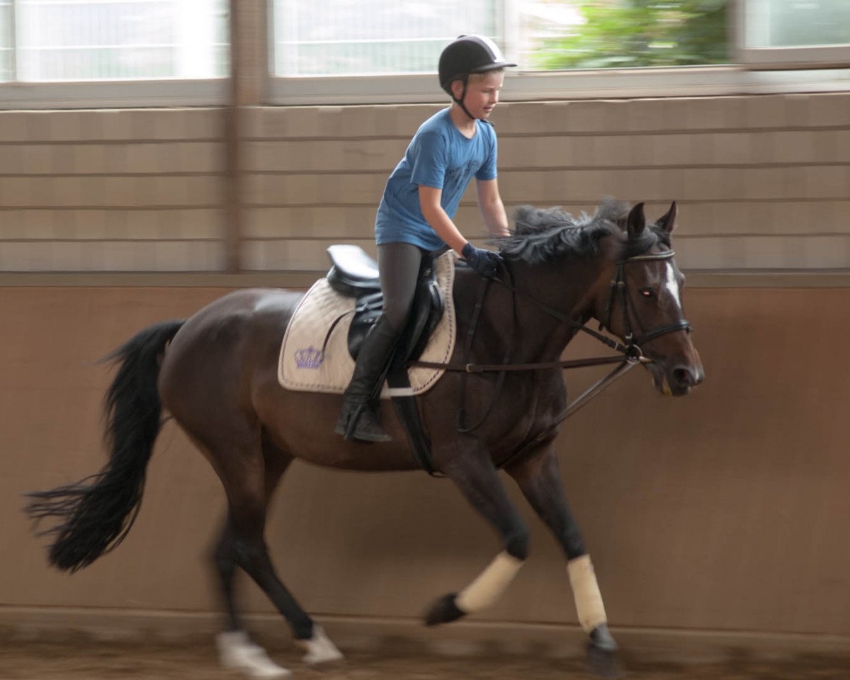 Zuchtstute Nancy 334 (Deutsches Reitpony, 2004, von Nagano)