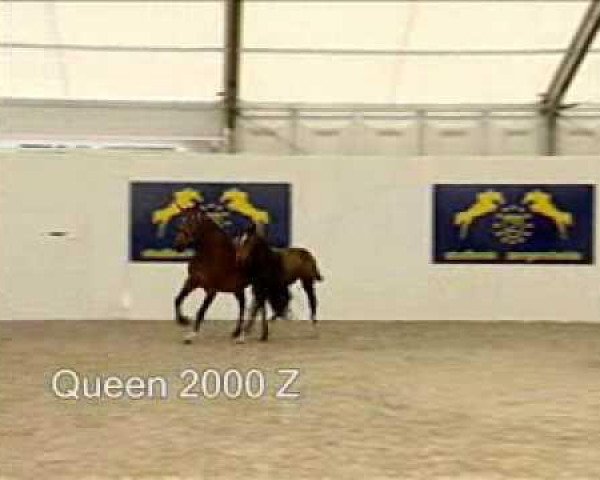 Springpferd Queen 2000 Z (Zangersheide Reitpferd, 2007, von Quidam de Revel)