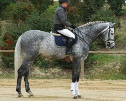 stallion Prinz Clintus (Holsteiner, 2002, from Clinton I)