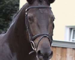 broodmare Räuberliebe (Trakehner, 2003, from Finley M)