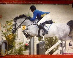 jumper Lover Boy Z (Zangersheide riding horse, 2008, from Level Z)