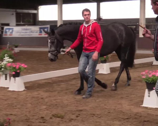 Stuten- und Fohlenschau in Olfen- Vinnum  2016
