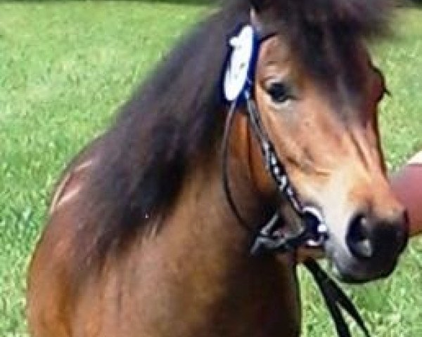 Zuchtstute Indian Sun vom Lippergrund (Dt.Part-bred Shetland Pony, 2008, von Indian Summer vom Fasanenweg)