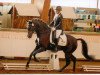 dressage horse Bandito 53 (German Riding Pony, 2008, from Bolero)