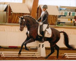 dressage horse Bandito 53 (German Riding Pony, 2008, from Bolero)