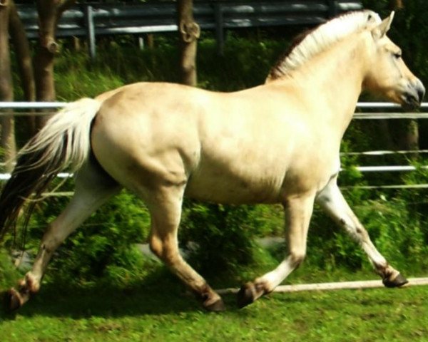 broodmare Beauty (Fjord Horse, 2001, from Kolja Halsnæs)