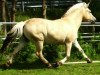 broodmare Beauty (Fjord Horse, 2001, from Kolja Halsnæs)