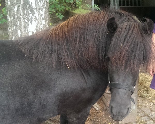 Zuchtstute Weshorns Kiba (Shetland B (über 107-117), 2011, von Zalvador van de Langenhorst)