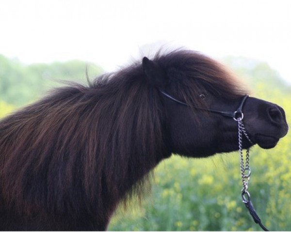 Zuchtstute Florence (Shetland Pony, 1998, von Cavalier von Bunswaard)