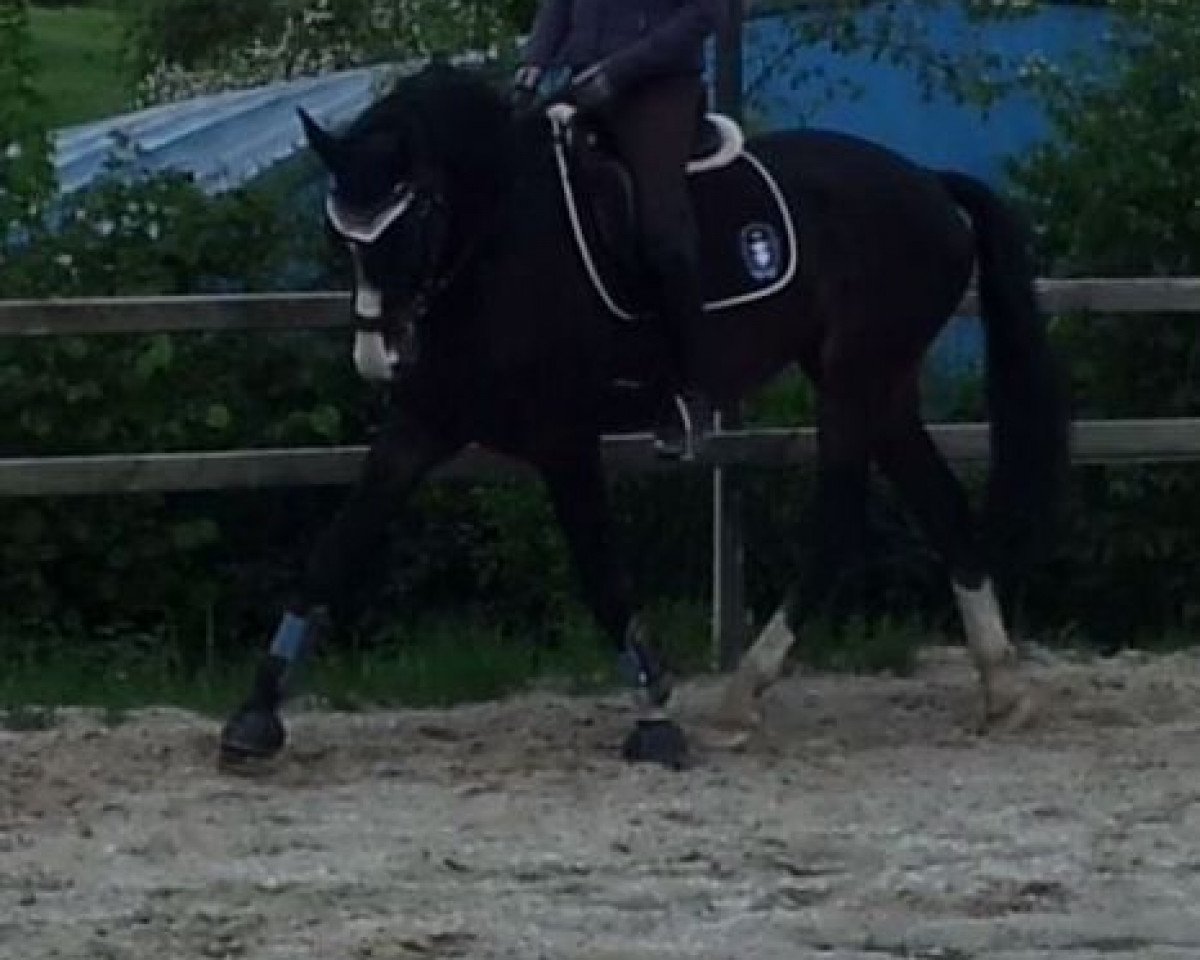 dressage horse Sir Elton 2 (Hanoverian, 2006, from Sir Oldenburg)