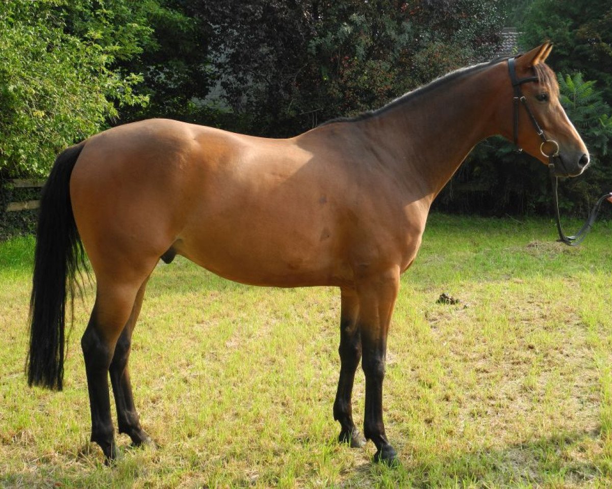 dressage horse Maximo (Hanoverian, 2010, from Mighty Magic)