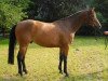 dressage horse Maximo (Hanoverian, 2010, from Mighty Magic)