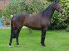 broodmare Gianna Nannini (Hanoverian, 2001, from Grosso Z)