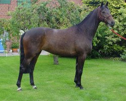 broodmare Gianna Nannini (Hanoverian, 2001, from Grosso Z)