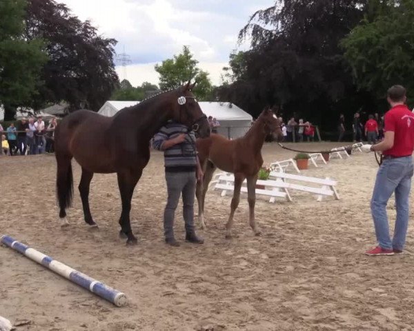 Stuten- und Fohlenschau in Gevelsberg- Berge 2016