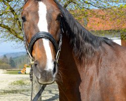 broodmare Fleur Rouge (Hanoverian, 2009, from Fineliner 2)