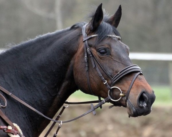 broodmare Concetta 9 (Oldenburg, 2002, from Concetto I)