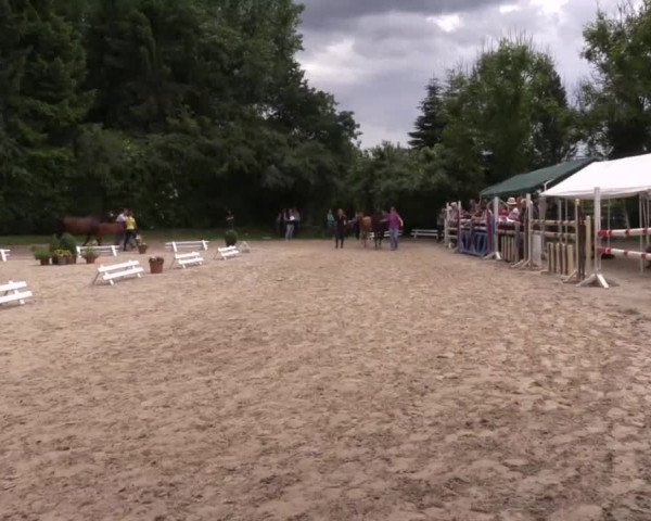 Stuten- und Fohlenschau in Gevelsberg- Berge 2016