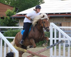 Pferd Steven (Haflinger, 2005, von Stüwer)