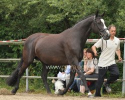 broodmare Linn (Trakehner, 1999, from Friedensfürst)