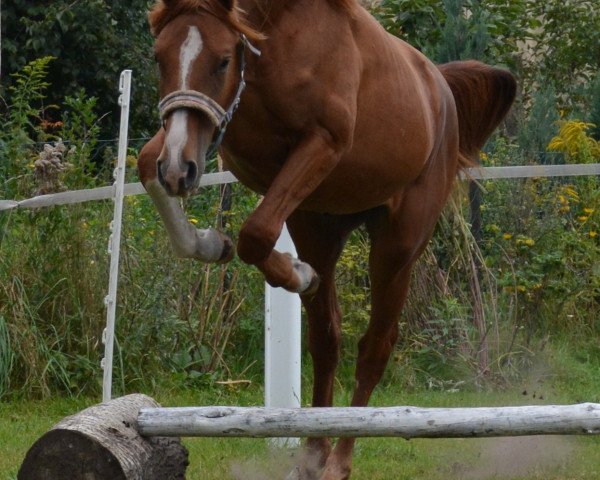 Springpferd Lucius (Deutsches Sportpferd, 2013, von Laspari)