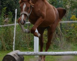 jumper Lucius (German Sport Horse, 2013, from Laspari)