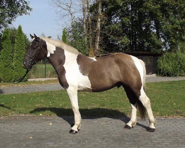 horse Solaris (Polish Warmblood, 2011)