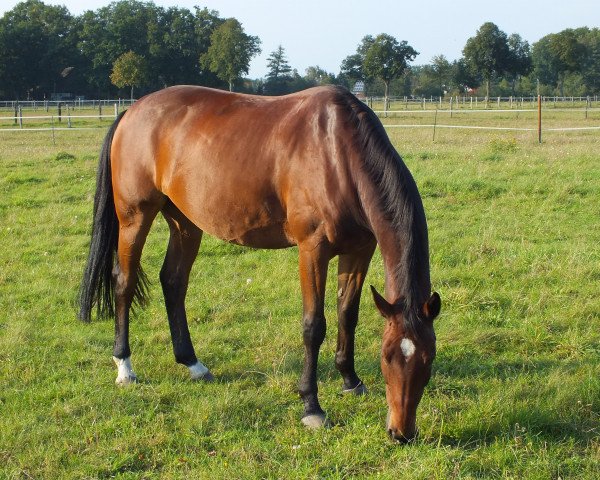 horse Lordaeron (Oldenburg, 2002, from Latimer)