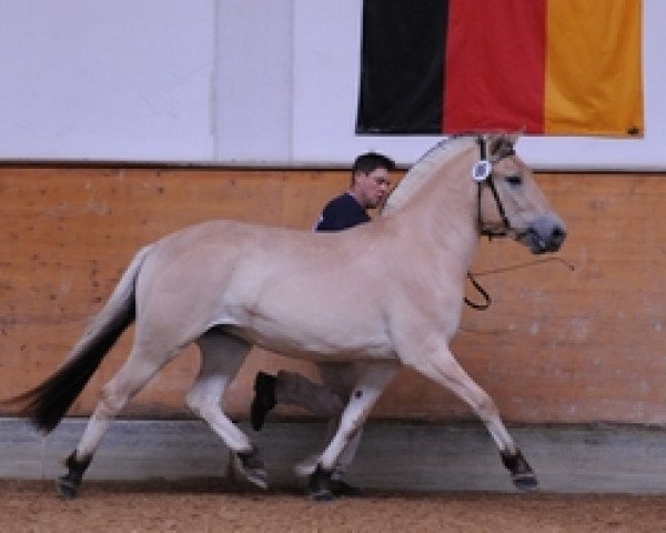 Zuchtstute Livia (Fjordpferd, 2008, von Mastrup Romeo)