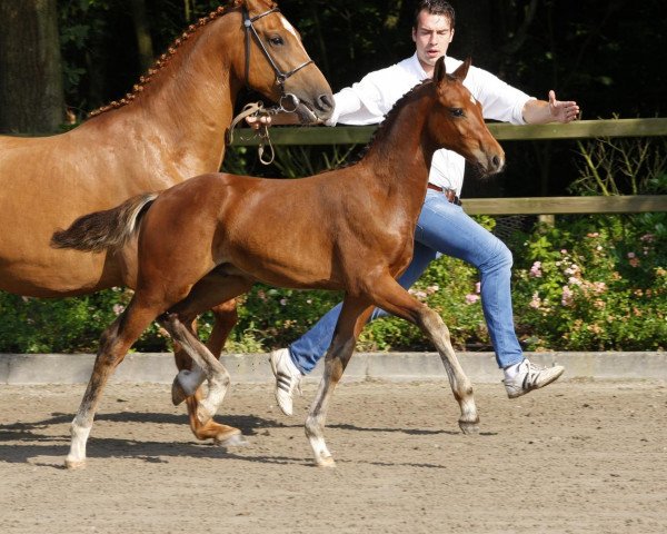 Springpferd Jimmy Mack (Koninklijk Warmbloed Paardenstamboek Nederland (KWPN), 2014, von Canabis Z)