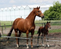 broodmare Zauberfee Vdm (Holsteiner, 2007, from Corland)