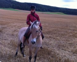 horse Meret (Fjord Horse, 2008, from Mastrup Romeo)