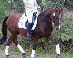 dressage horse Valido's Gentleman (German Riding Pony, 1998, from Valido)