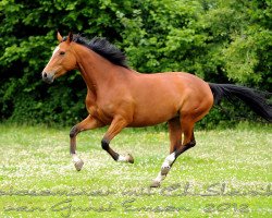 broodmare San (German Sport Horse, 2005, from Lanciano)