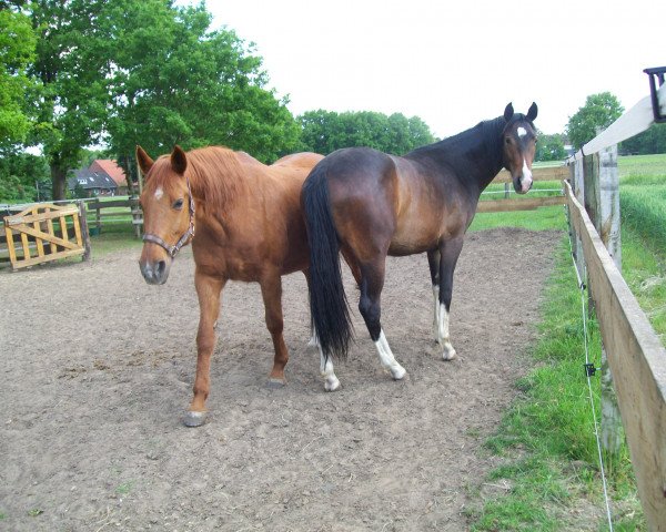 broodmare Eske 3 (Hanoverian, 1990, from Espri)