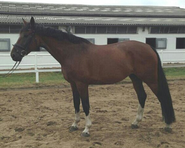 broodmare Rihena (Oldenburg, 2007, from Rio Zeus)