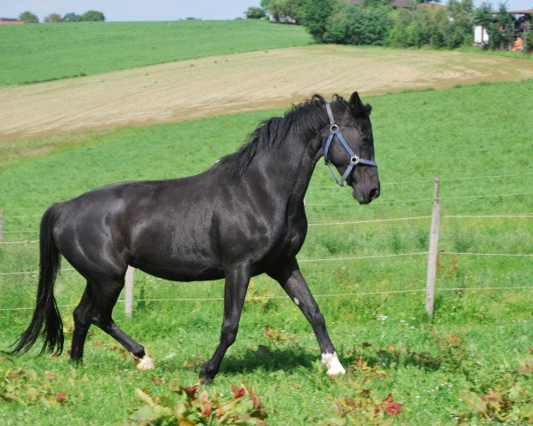 horse Leonie (Hanoverian, 2002, from Wolkenstein II)