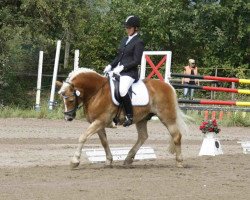 Pferd Alex 591 (Haflinger, 1995, von Agra)